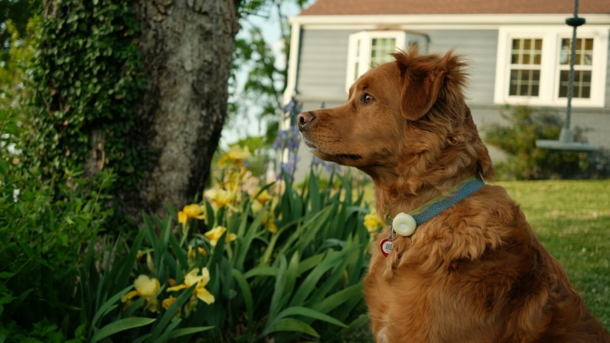 Brown dog wearing a collar with a tag, sitting in a backyard next to a house
