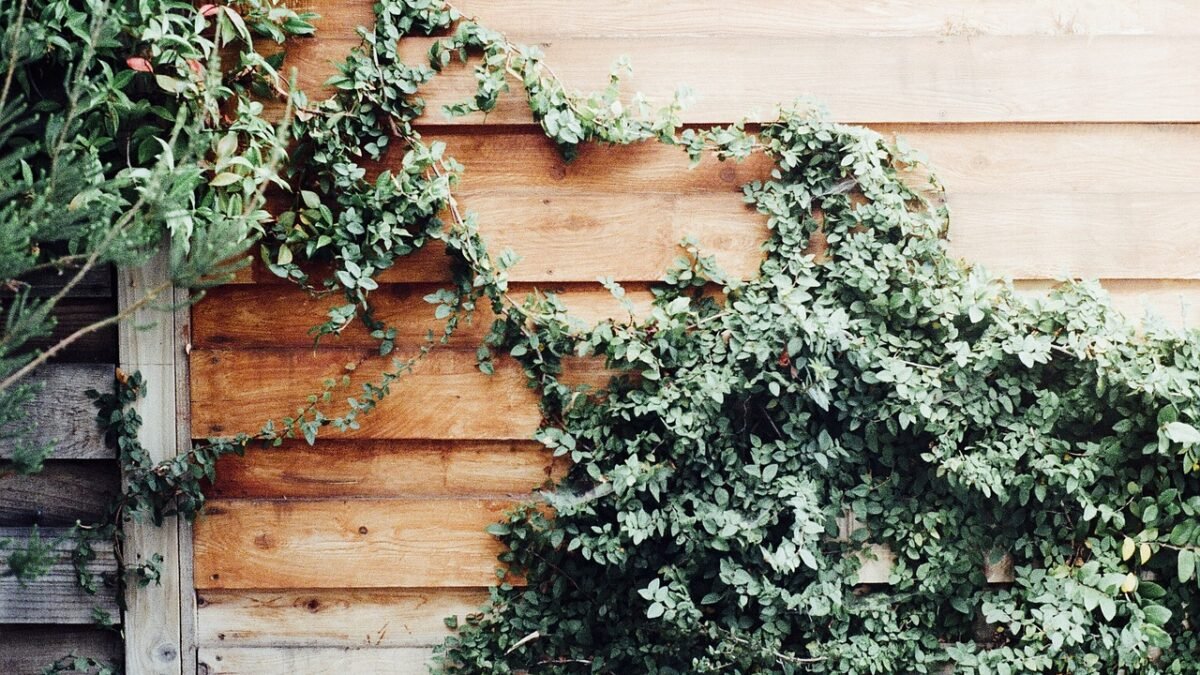 Weathered wood siding on a house wall partly covered by vines